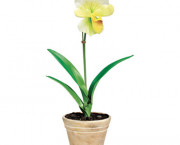 Artificial White Lady Slipper in a Terra Cotta Pot, 18