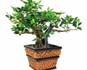 Artificial Bonsai Plant in a Square Seagrass Container, 12